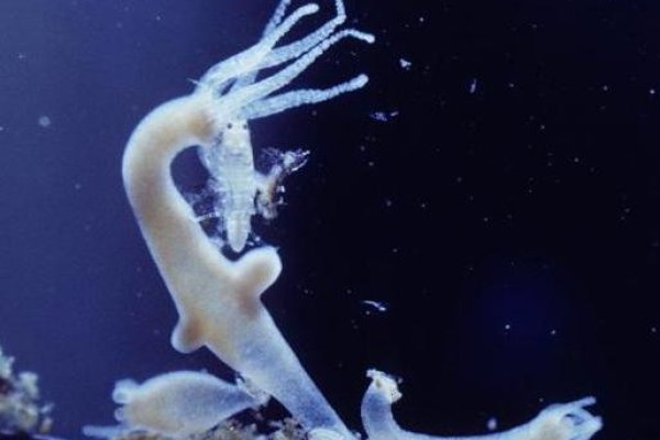 Кракен актуальная ссылка kraken torion net