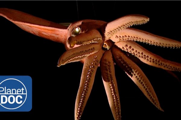 Kraken зеркало даркнет